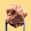 Milk Chocolate - Nutty Delights